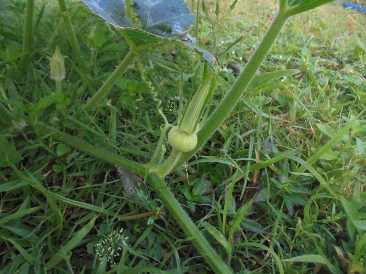 Cucurbita maxima Duchesne